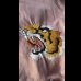 画像7: 　FULL COUNT フルカウント Skajan　”Tyger  Head” (7)